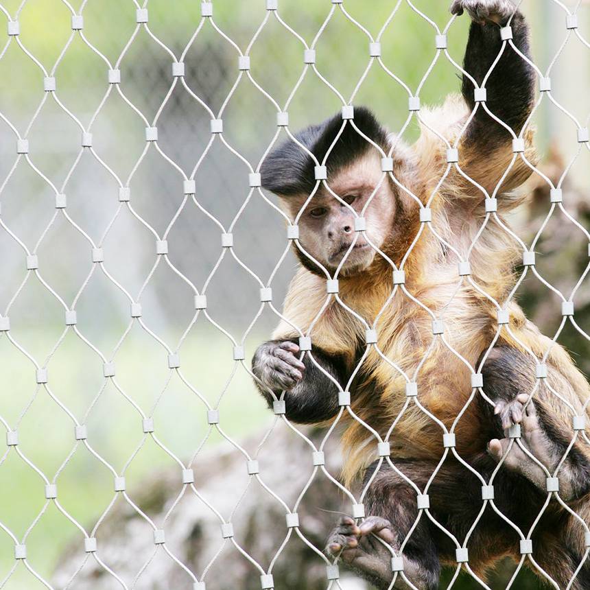 不銹鋼繩網野生動物防護網