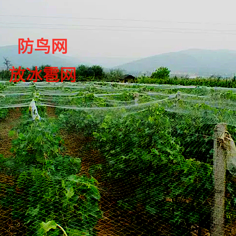 果園防護那種最合適
