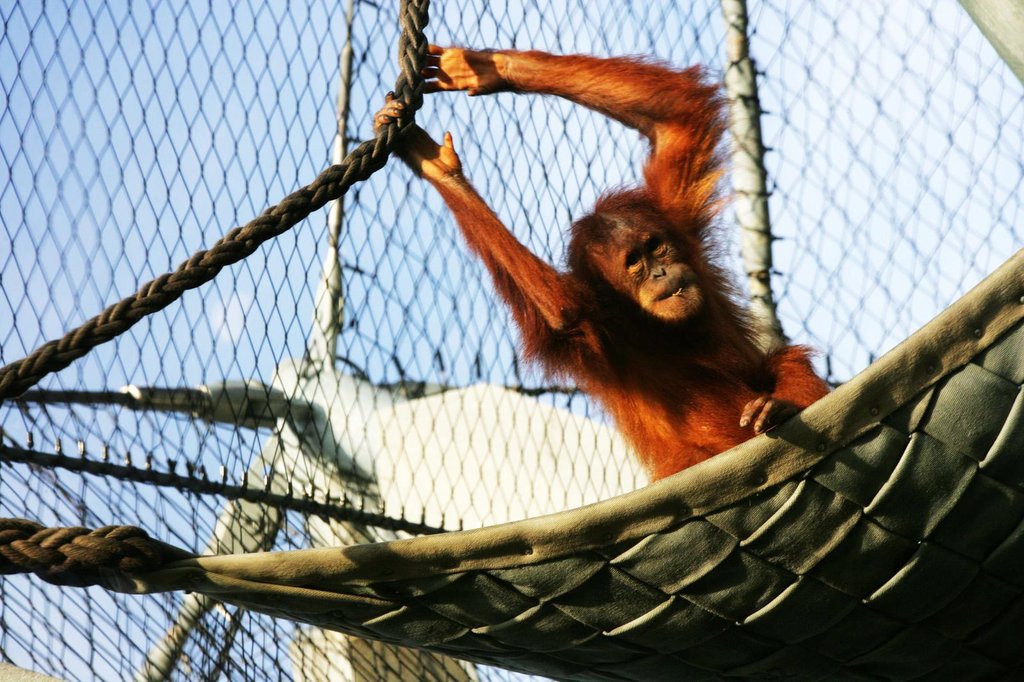 動物園圍欄煥新顏：不銹鐵絲繩網打造“隱形”屏障